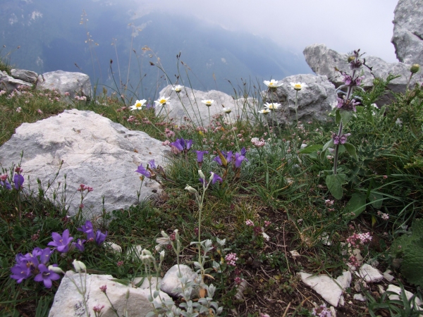 Fioriture in quota